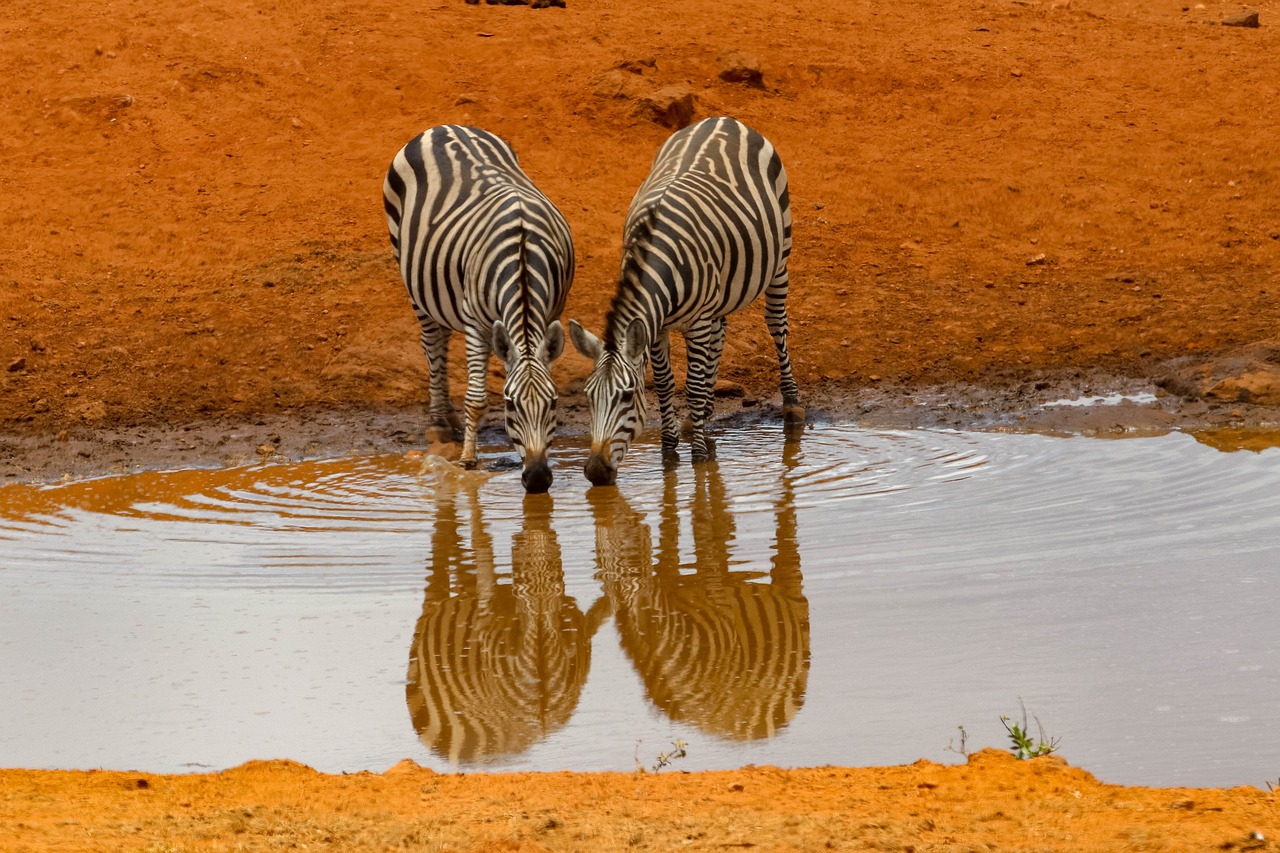 Africa-4045665_1280