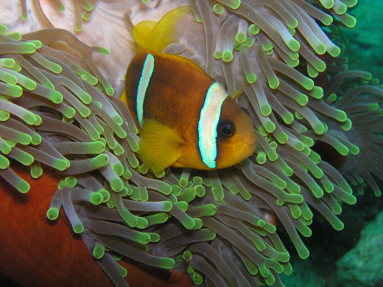 Clownfish-225421_1280