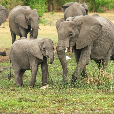 Elephants-2923917_1280