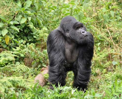 Gorillas-474728_1280