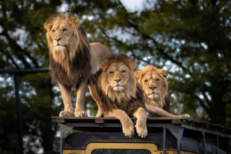 Lion-4581841_1280