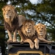 Lion-4581841_1280