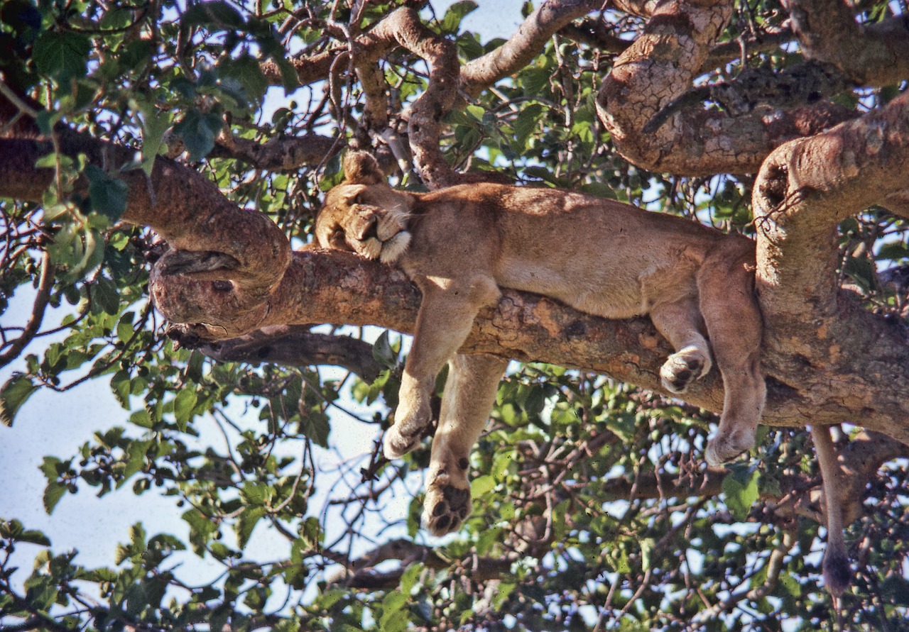 Uganda-2376015_1280