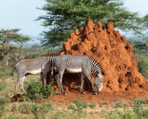 Zebra-4393039_1280